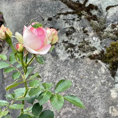 Mazot Agora - Pop-up Gallery Experience Gæstehus 3*