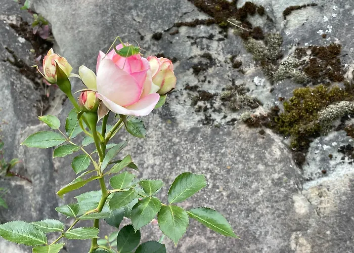 Mazot Agora - Pop-up Gallery Experience Pensjonat 3*